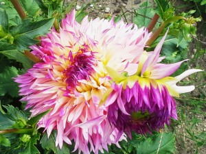 1-Végétaux-Le-Jardin-Fengshui