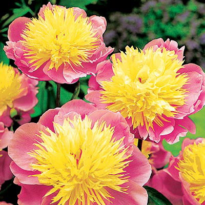 2-Pivoine-Bowl-of-beauty-Le-Jardin-FengShui