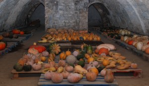 6_Recoltes-Le-Potager-Du-Roi-Le-Jardin-FengShui