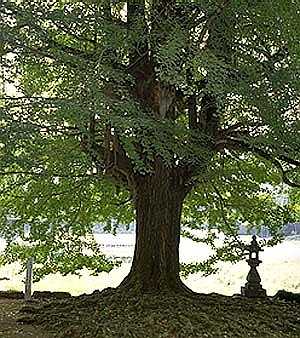YAKUNO-arbre
