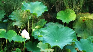 Lotus La Réunion