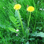 Pissenlit