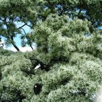 Arbre naturel - Kew Garden