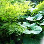 Bambou et Pétasite Jardin