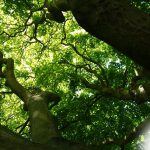 Energie des arbres - Kew Garden