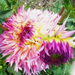 Fleurs de Dalhia Jardin