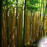 Cloture Bambou Jardin (4)