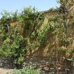 Le Potager du Roi - Versailles (12)