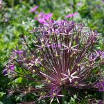 Le Potager du Roi - Versailles (13)