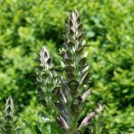 Le Potager du Roi - Versailles (14)