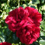 Le Potager du Roi - Versailles (19)