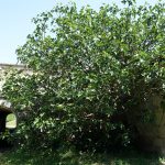 Le Potager du Roi - Versailles (21)