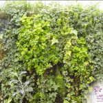 Mur végétal Jardin (4)