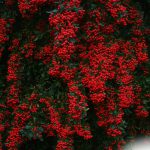 Mur végétal - Potager du Roi