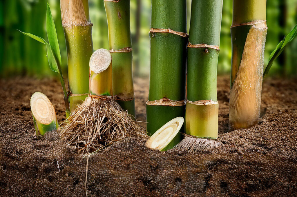 Supprimer bambou envahissant d'un jardin